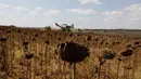 Ladang bunga matahari di Provinsi Edirne, Turki, 26 Agustus 2020. Sedat Kacar, petani Turki yang memiliki dua lading, menyatakan kesedihannya karena hasil panen diperkirakan akan menurun akibat cuaca ekstrem tahun ini, di saat perekonomian negara juga terpukul oleh pandemi. (Xinhua/Osman Orsal)