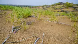 Pemandangan Gurun Kubuqi di Ordos, Daerah Otonom Mongolia Dalam, China utara pada 14 September 2020. Setelah kerja keras selama puluhan tahun, Gurun Kubuqi yang dahulu dikenal sebagai "laut kematian" dan bahkan burung kesulitan melintasinya, kini telah berubah menjadi hijau. (Xinhua/Lian Zhen)