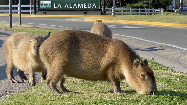 Capybara