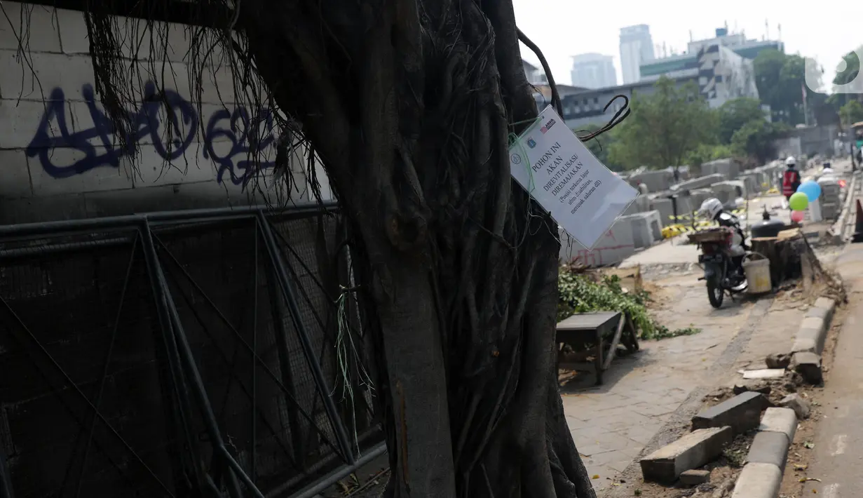 Penanda berlogo Pemprov DKI Jakarta terlihat di salah satu pohon yang akan direvitalisasi di Kawasan Kemang, Jakarta, Sabtu (9/11/2019). Sejumlah pohon akan direvitalisasi dan ditebang karena beberapa alasan salah satunya, posisinya dianggap merusak saluran. (Liputan6.com/Helmi Fithriansyah)