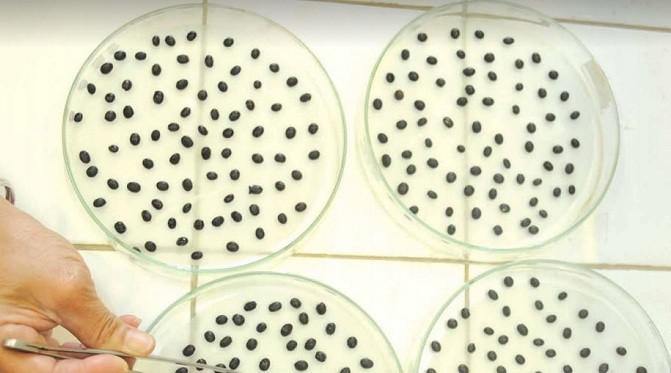 Pemilihan benih kedelai di laboratorium Fakultas Pertanian Universitas Gadjah Mada (istimewa)