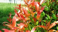 Daun Pucuk Merah