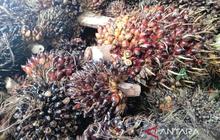 Harga Sawit Kaltim Turun di Awal 2026: Petani Diminta Bermitra untuk Stabilitas Harga