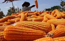 Kementan Perkuat Pengembangan Jagung Pangan, Target Swasembada dan Industri Nasional