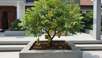 10 Pohon Buah yang Cocok untuk Halaman Cor Beton dan Minim Tanah, Mudah Beradaptasi