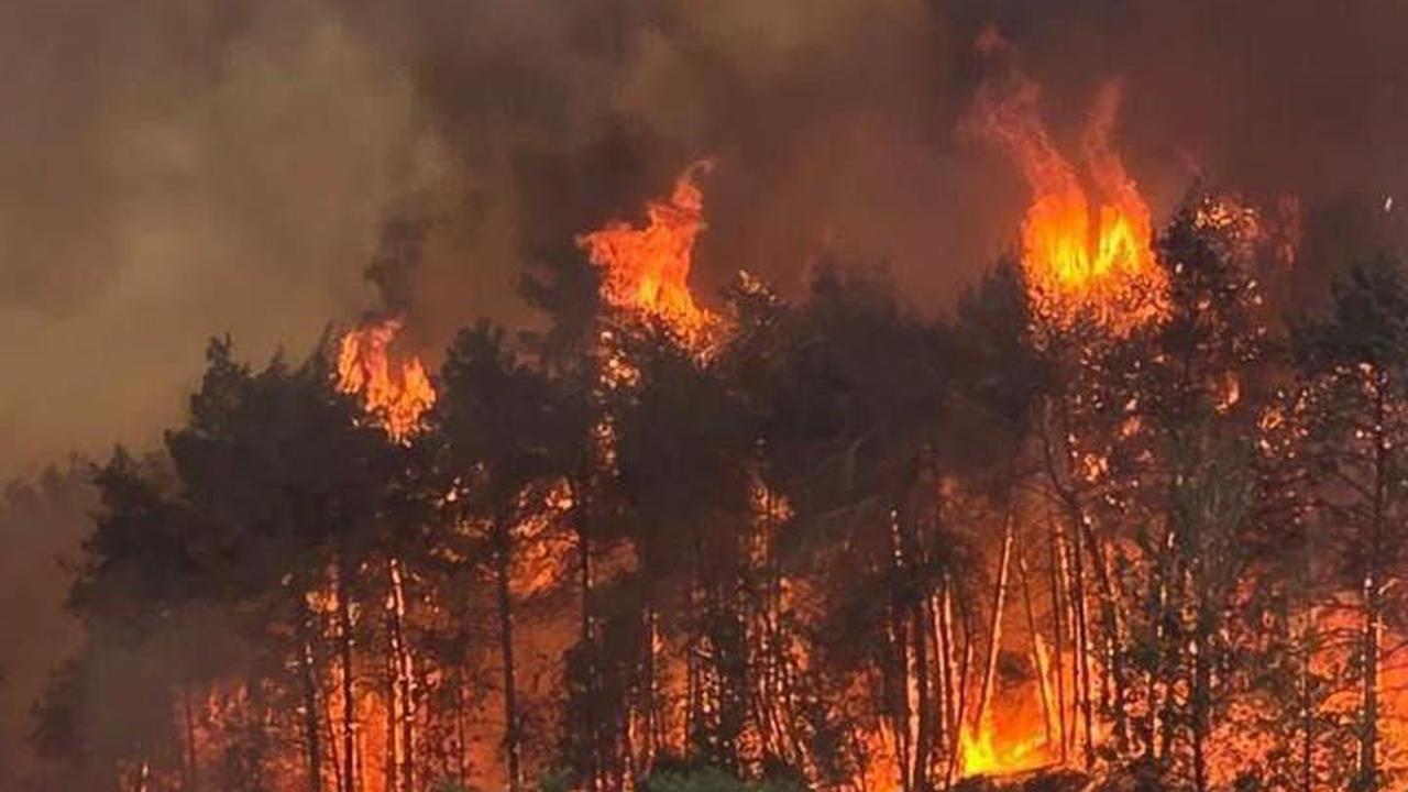 Israel 'Dilumat Api Neraka', Dua Hari Kebakaran Hutan Makin Menggila