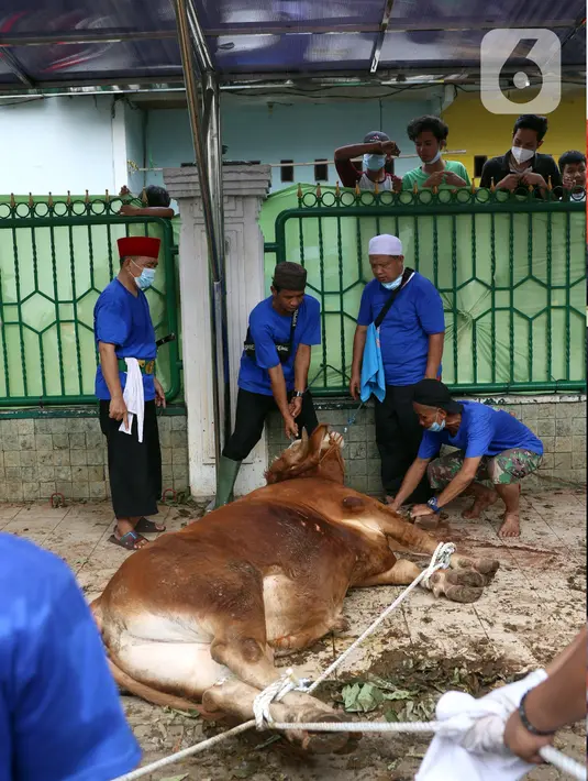Panitia bersiap menyembelih hewan kurban di Masjid Daarul Falah, Jakarta Selatan, Selasa (20/7/2021). Umat muslim seluruh dunia serempak merayakan Hari Raya Idul Adha yang ditandai dengan pemotongan hewan kurban sehari setelah jemaah haji wukuf di Padang Arafah. (Liputan6.com/Angga Yuniar)