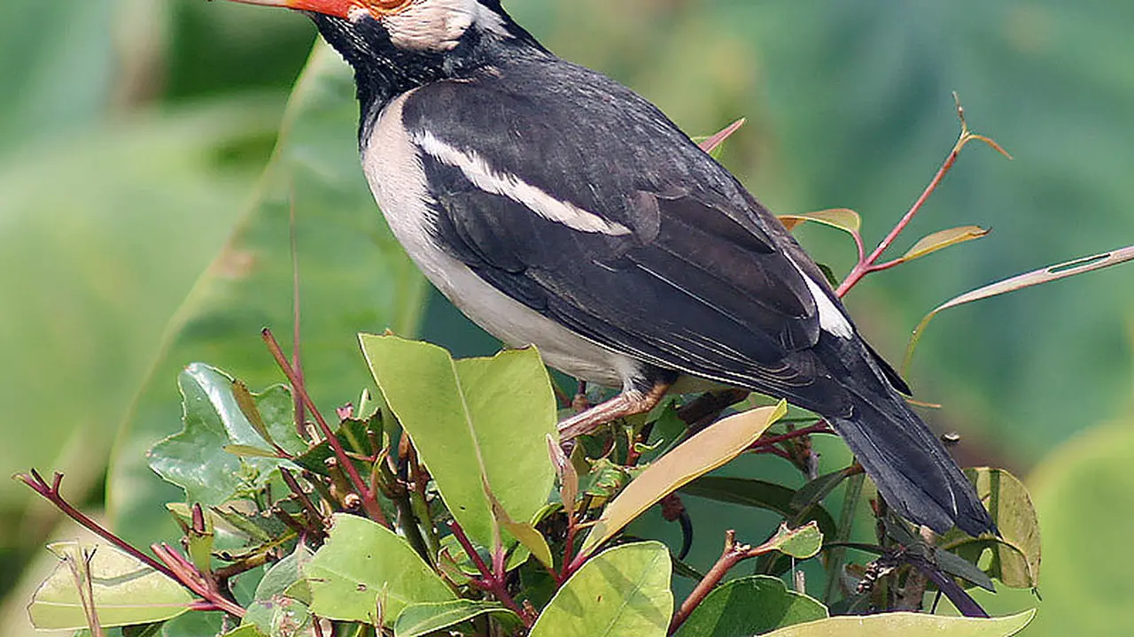 Jenis Burung Jalak Suren