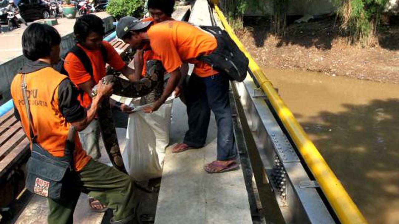 Ular sanca 6 meter ditemukan di Jalan Jenderal Sudirman