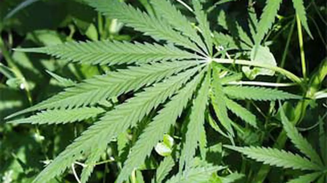 101102bganja.jpg
