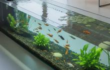 Pilihan Desain Kolam Ikan di Rumah: Kaca, Batu Alam atau Beton, Mana yang Terbaik?