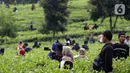 Muda mudi berfoto di Perkebunan Kebun Teh kawasan Puncak, Kabupaten Bogor, Jawa Barat, Minggu (31/5/2020). Meski Pemkab Bogor memperpanjang masa Pembatasan Sosial Berskala Besar (PSBB) hingga 4 Juni namun wisatawan tetap memadati kawasan wisata kebun teh. (Liputan6.com/Helmi Fithriansyah)