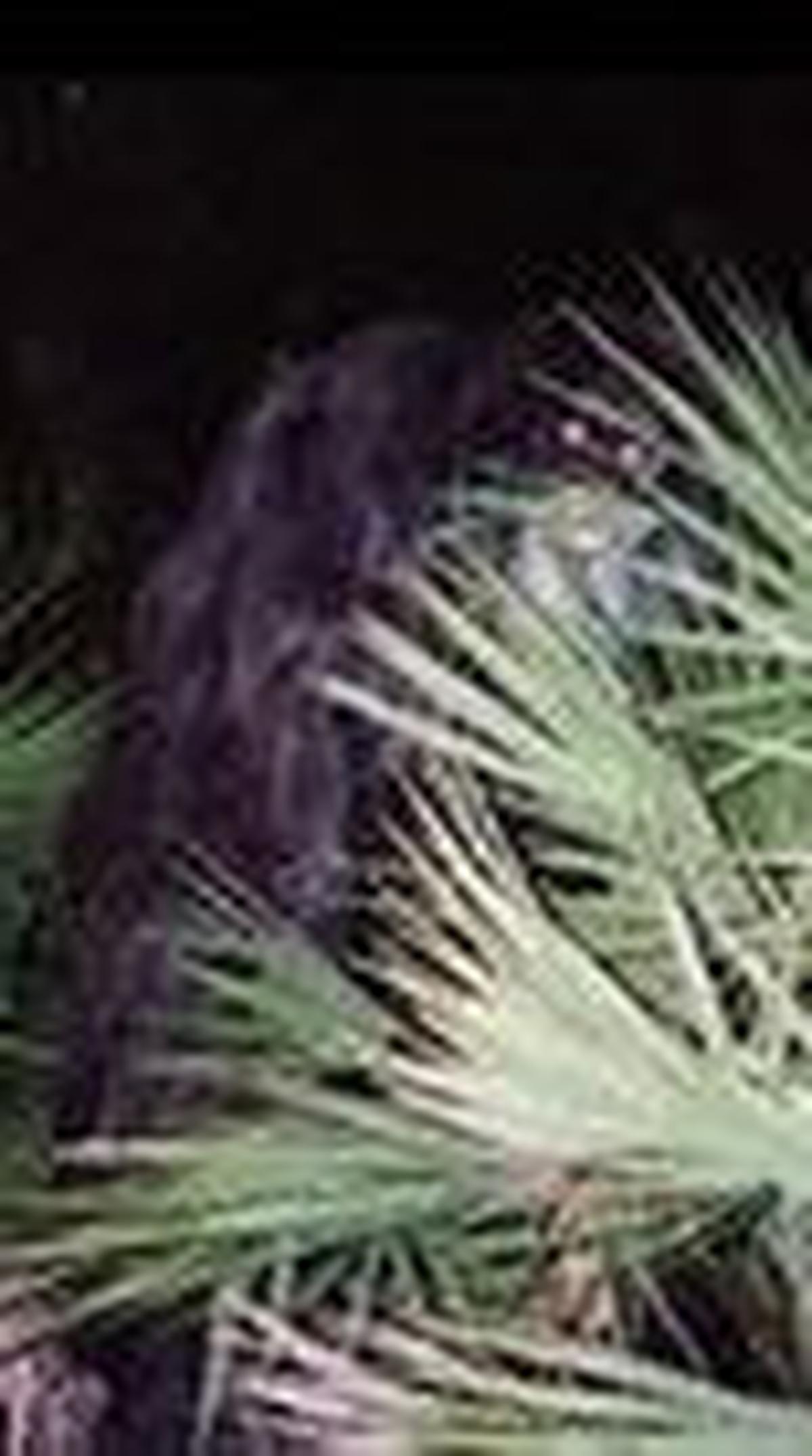 <b>Skunk Ape, Makhluk Berbulu Hitam Tebal</b><br>