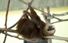 Berbeda dengan Beruang, Inilah Hewan-Hewan dengan Durasi Hibernasi Terlama di Dunia