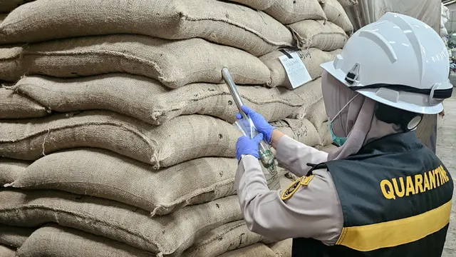Biji kopi Lampung yang dikirim ke luar negeri. (Liputan6.com/ Dok. Karantina Lampung)
