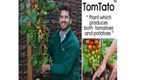 Meski aneh, tanaman unik TomTato ini 100 persen alami, tidak dimodifikasi secara genetik.