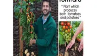 Tomtato, Tanaman Unik Gabungan Kentang dan Tomat
