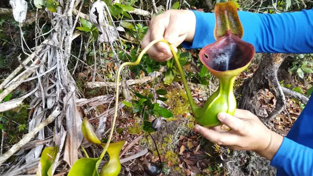 Gunung Mantapok berada di Sabah, Malaysia. (Dok: Gunung Bagging https://www.gunungbagging.com/mantapok/)
