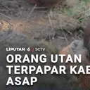 Orang Utan Terpapar Kabut Asap Karhutla