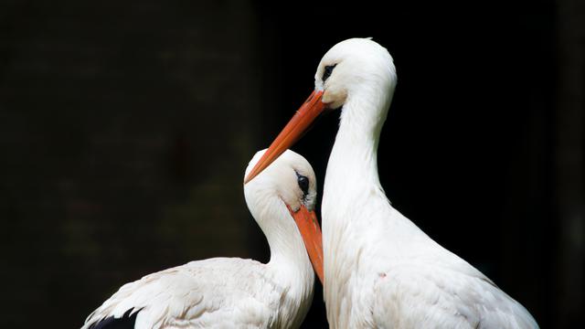 Ilustrasi burung bangau, hewan ovipar