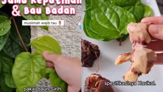 Daun sirih bisa digunakan untuk jamu keputihan dan menghilangkan bau badan