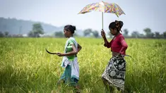 Dua perempuan suku Karbi berjalan untuk memanen padi di ladang di pinggiran Gauhati, India, Senin (23/5/2022). Suku Karbi adalah salah satu komunitas etnis utama di India Timur Laut yang sebagian besar terkonsentrasi di distrik perbukitan Karbi Anglong di Assam. (AP Photo/Anupam Nath)