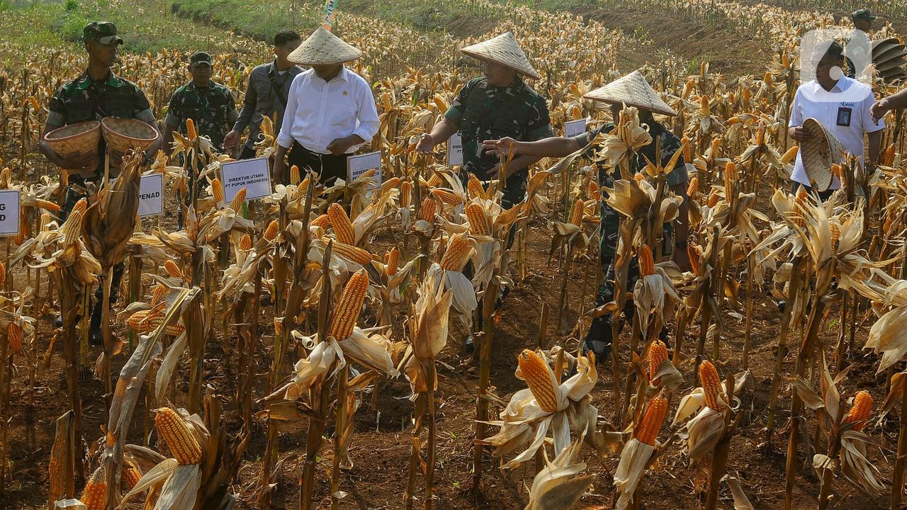 Panen Raya Jagung, Jadi Bukti Potensi Pertanian di Papua