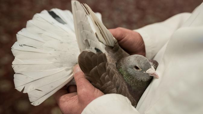 John Watson memeriksa burung merpati yang baru dibeli dalam acara tahunan British Homing World Show di Blackpool, Minggu (20/1). Setiap Januari, sekitar 15.000 orang berkumpul pada pertemuan peternak merpati terbesar di Inggris tersebut. (OLI SCARFF/AFP)