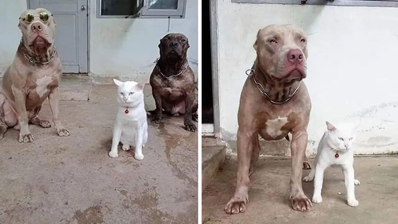 6 Potret Kocak Saat Anjing Bertingkah Konyol