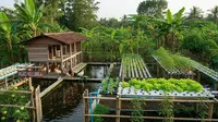 9 Ide Peternakan Kecil Campuran Ayam dan Ikan untuk Usaha Keluarga, Untung Berlipat