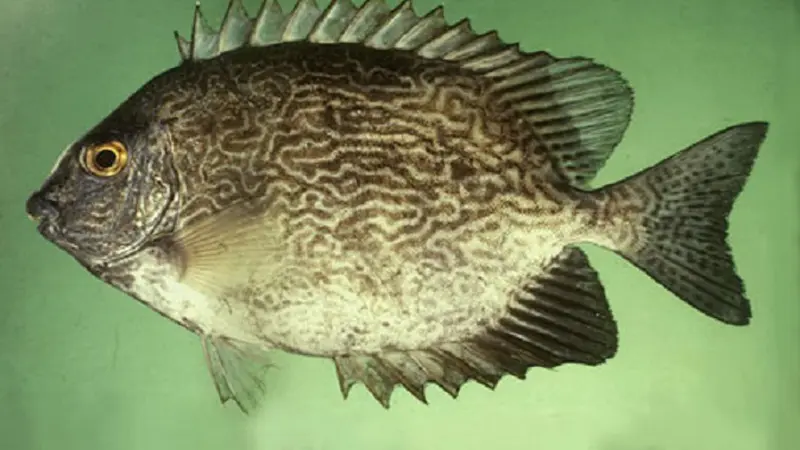 Ikan Dingkis Pembawa Berkah Saat Imlek - News Liputan6.com