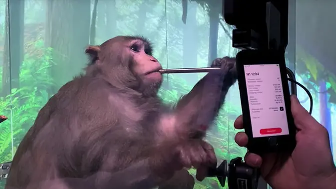Uji Coba Chip Otak Neuralink pada Monyet. Credit: Neuralink