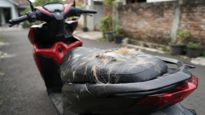 5 Cara Menghilangkan Bulu Kucing yang Menempel di Jok Motor dengan Cepat dan Bersih
