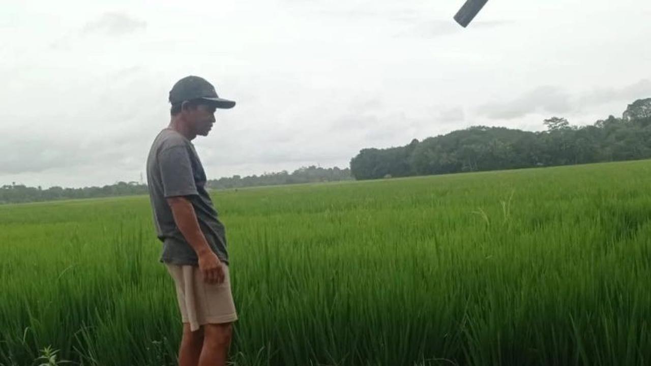 Pemkab Lebak Tegas Lindungi Kawasan LP2B Seluas 28.100 Hektare dari Alih Fungsi Lahan