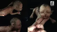 Fakta sebenarnya bayi bertaring ini ternyata sungguh mengejutkan.