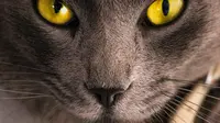 Cat Eye Syndrome, Kondisi Langka yang Bisa Sebabkan Disabilitas Netra