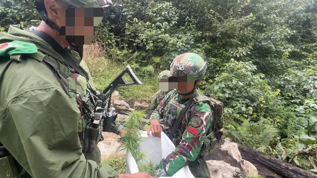 Satgas Operasi Damai Cartenz temukan ladang ganja di Pegunungan Bintang
