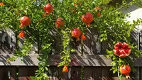 7 Jenis Pohon Buah yang Berbuah Lebat dengan Penjarangan Bunga untuk Kebun Rumahan