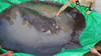Dalam foto yang diambil pada 14 Juni 2022, seorang pria menyentuh ikan pari air tawar raksasa sebelum dilepaskan kembali ke Sungai Mekong di provinsi timur laut Stung Treng, Kamboja. Seorang nelayan setempat menangkap ikan pari seberat 661 pon atau 300 kilogram, yang memecahkan rekor sebagai ikan air tawar terbesar di dunia yang pernah tercatat. (Chhut Chheana/Wonders of the Mekong via AP)