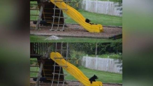 6 Potret Hewan Main Perosotan Ini Kocak, Tampak Gembira Bak Manusia