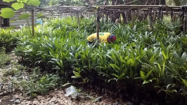Pinang Jambi
