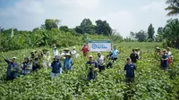 Sandi Uno Kawal Panen Perdana Edamame, Desa Emas Bidik Kesejahteraan Petani
