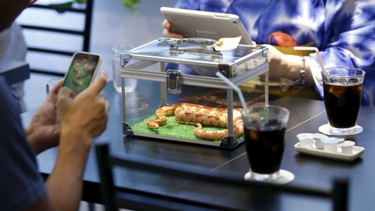 Sensasi merinding makan ditemani ular di kafe Tokyo Snake Center