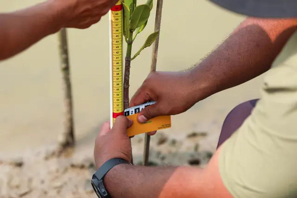 Hari Mangrove Sedunia 2025, BRI Tunjukkan Aksi Nyata Selamatkan Ekosistem Pesisir Muara Gembong Bekasi Lewat BRI Menanam - Grow &amp; Green