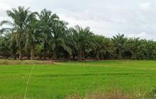 Trivia: Panen Capai Puluhan Ribu Ton, Petani Penajam Dapatkan Pembekalan Pestisida untuk Peningkatan Produktivitas Padi