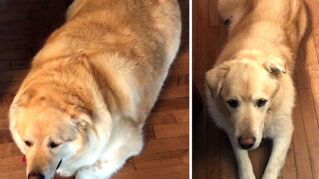 7 Foto Keren Anjing Obesitas Berjuang Turunkan Berat Badan Berlebihnya Citizen6 Liputan6 Com