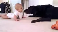 Bayi kecil ini merangkak pertama kali demi mendekati anjing peliharaan keluarganya. (Foto: Youtube/Don Swift)