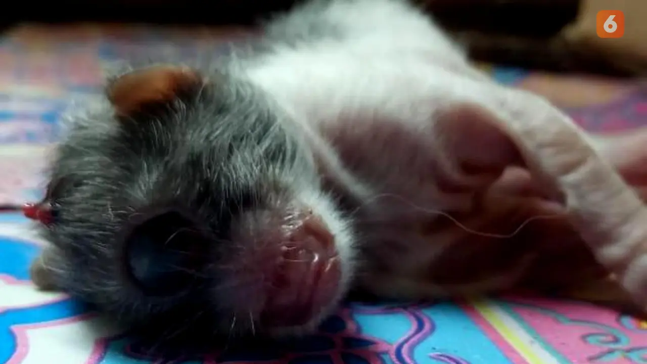 Kucing Bertanduk Mata Satu Lahir di Bengkulu, Dajal ?