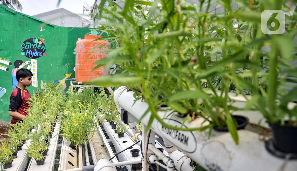 Anggota Karang Taruna RW 04 Kebon Baru saat melakukan perawatan sayuran yang ditanam dengan sistem hidroponik di Kebun Edukasi, Tebet, Jakarta Selatan, Selasa (19/7/2022). Berbagai sayuran hidroponik dibudidayakan di kebun ini, antara lain bayam, kangkung, pakcoy, dan selada. (merdeka.com/Iqbal S. Nugroho)
