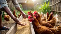 Waspada! 5 Bahan Pakan Ayam Kampung yang Sering Disangka Bagus, Ternyata Bikin Kurus